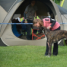 CAC kutyakiállítás (Fotó: Nagy Mária)