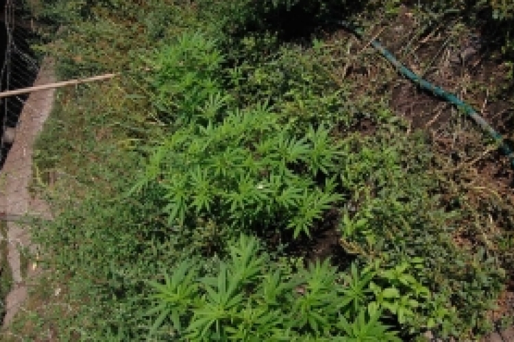Cannabis a kertben