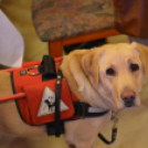 Lions hálaadó teadélután (Fotó: Nagy Mária)