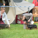 CAC kutyakiállítás (Fotó: Nagy Mária)