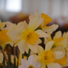 Borkóstoló a Kertbarátoknál (Fotó: Nagy Mária)