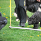 Agility - Hobby Kutyások részére (Fotó: Nagy Mária)