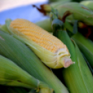 KULT-UTCA (Fotó: Bánhegyi István) 