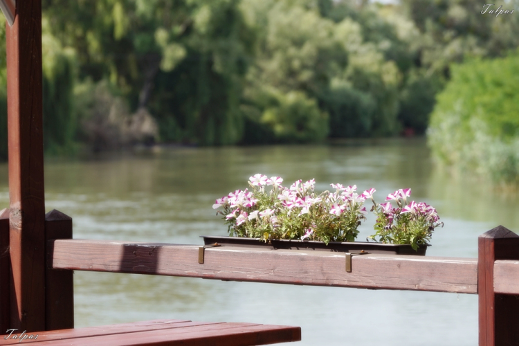 Civil Nap Mosonmagyaróváron