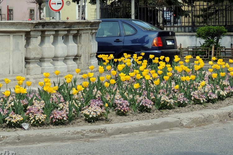 Virágba borult a város