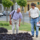 Virágos Mosonmagyaróvár (Fotó: Nagy Mária)