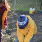 Faültetés a Nolato-nál (Fotó: Nagy Mária)