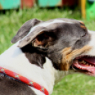 Az Ebuló Kutyaiskola interaktív kutyás bemutatója a Pillangó óvodában (Fotó: Stipkovits Veronika)