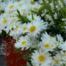 KULT-UTCA - Egészségnap másképp