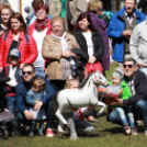  Városi Majális 2017 