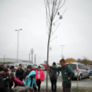 Kőrisfacsemetéket ültettek a diákok a Nolato Magyarország Kft telephelyén