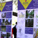 Virágzó Város Mosonmagyaróvár 2. nap (Fotó: Stipkovits Veronika)