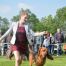 CAC kutyakiállítás (Fotó: Nagy Mária)