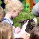 Az Ebuló Kutyaiskola interaktív kutyás bemutatója a Pillangó óvodában (Fotó: Stipkovits Veronika)