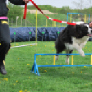 Agility - Hobby Kutyások részére (Fotó: Nagy Mária)