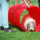 Agility - Hobby Kutyások részére (Fotó: Nagy Mária)