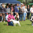 CAC kutyakiállítás (Fotó: Nagy Mária)