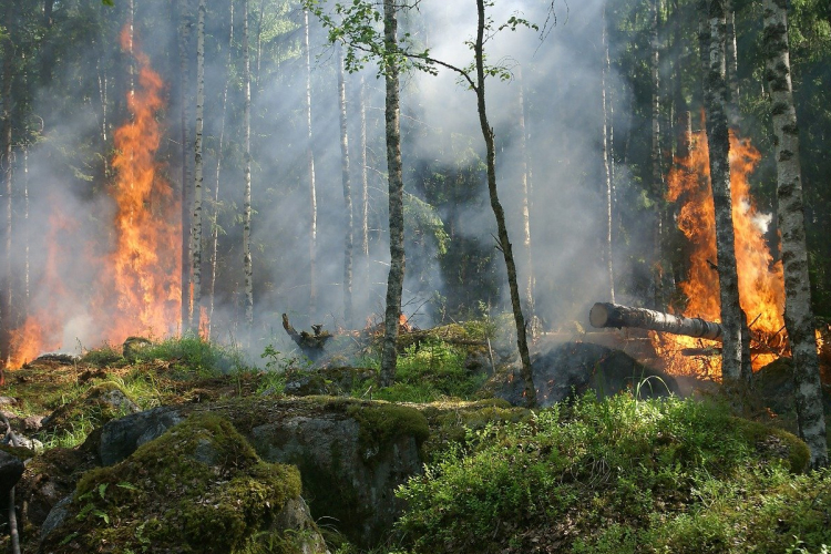 Szokványossá válnak az erdőtüzek