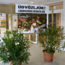 Termény- és virágkiállítás 