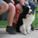 Agility - Hobby Kutyások részére (Fotó: Nagy Mária)