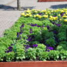 Belvárosi virágút (Fotó: Nagy Mária)