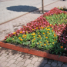 Belvárosi virágút (Fotó: Nagy Mária)