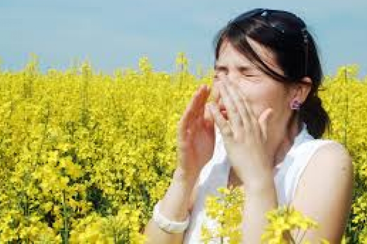 Több allergén növény okozhat tüneteket a következő napokban