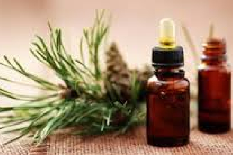 Herbamesék: Még többet a fenyőről...