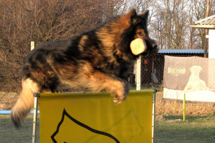Agility - Hobby kutyások részére Mosonmagyaróváron!
