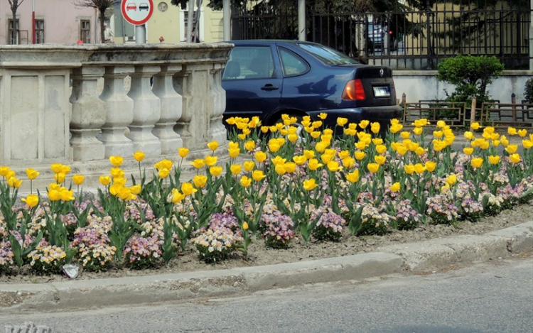 Virágba borult a város