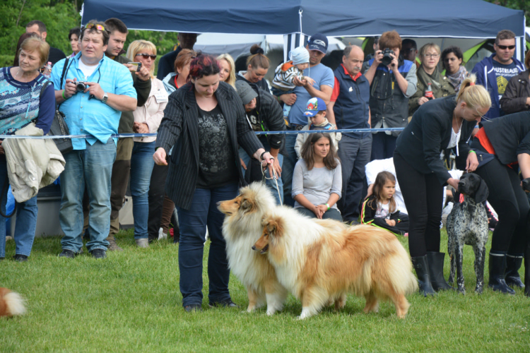 CAC kutyakiállítás (Fotó: Nagy Mária)