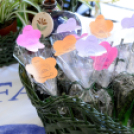 XVII. Mosonmagyaróvári Civil Nap