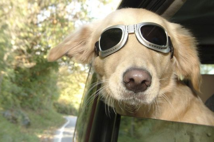 Figyelmesen a kánikulában!