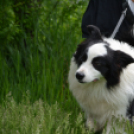 Agility Attilával (Fotó: Nagy Mária)