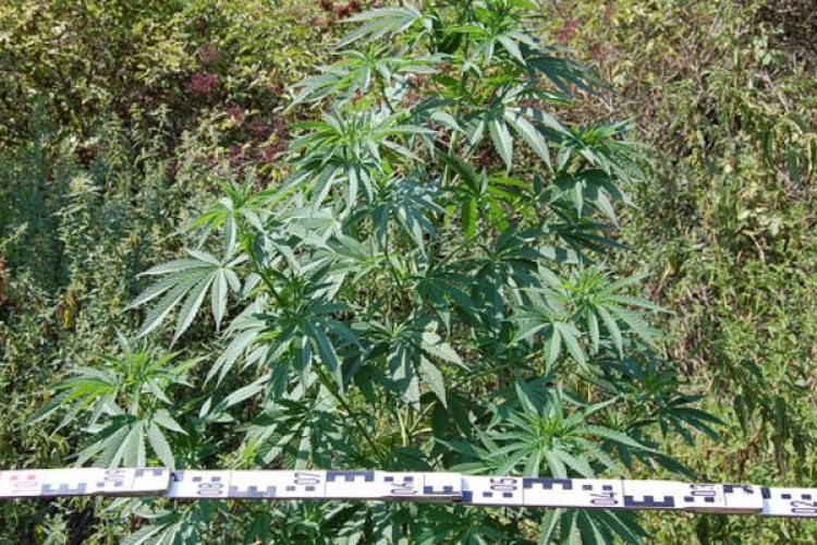 Kábítószert termesztettek Jánossomorján