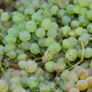 Kult Gála a Kult-Utcában (Fotó: Horváth Attila)