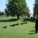 VÁROSKÖZPONTIAK NAPJA 2016, 2 nap (Fotó: Bánhegyi István)