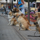 KULT - UTCA Hobbi nap (Fotó: Nagy Mária)