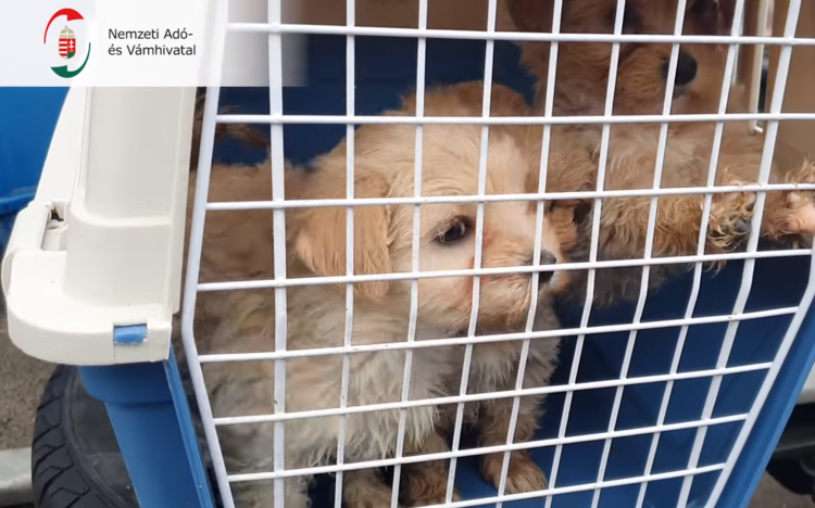 Hamis papírokkal akarta a hathetes kölyökkutyákat Kölnbe szállítani - Állatkínzásért kell felelnie a román autósnak