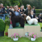 CAC kutyakiállítás (Fotó: Nagy Mária)