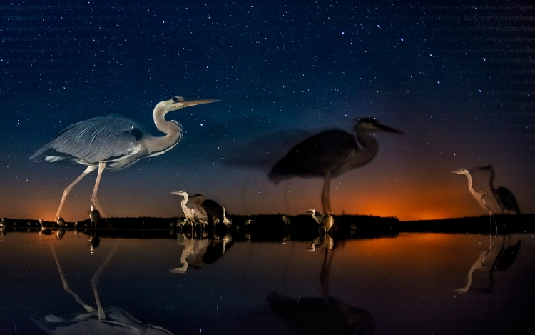 Magyar természetfotós nyerte a BBC világversenyének egyik kategóriáját 