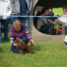 CAC kutyakiállítás (Fotó: Nagy Mária)