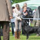 CAC kutyakiállítás (Fotó: Nagy Mária)