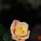 Mosoni Polgári Kör Bálja (Fotó: Nagy Mária)