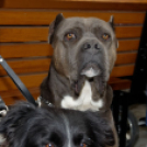 Színes Majális (Fotó: Horváth Attila)