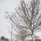 Mosonmagyaróvár Havazás után (Fotó: Nagy Mária)