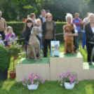 CAC kutyakiállítás (Fotó: Nagy Mária)