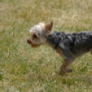 4. Kéklámpás Nap (Fotó: Horváth Attila)