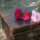 IX. Szigetköz ízei, Vármegyék borai Fesztivál (fotó: Stipkovits Veronika)