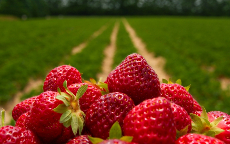 Szedd magad: eperföldek nyitvatartása a megyében